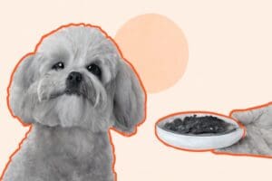 Maev banner